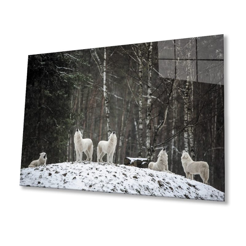 Beyaz Kurt Cam Tablo