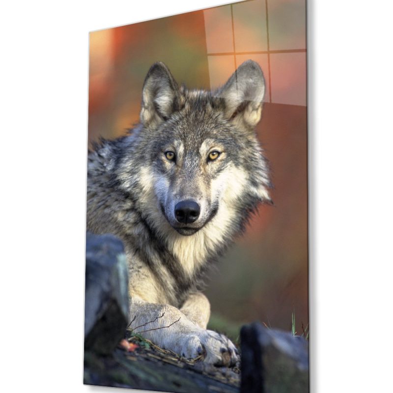 Kurt Hayvan Portresi Cam Tablo, Ev ve Ofis Duvar Dekoru, Hediyelik Büyük Temperli 4 mm Cam Tablo