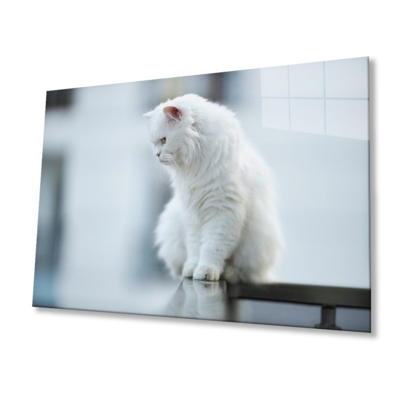 Beyaz Kedi Cam Tablo