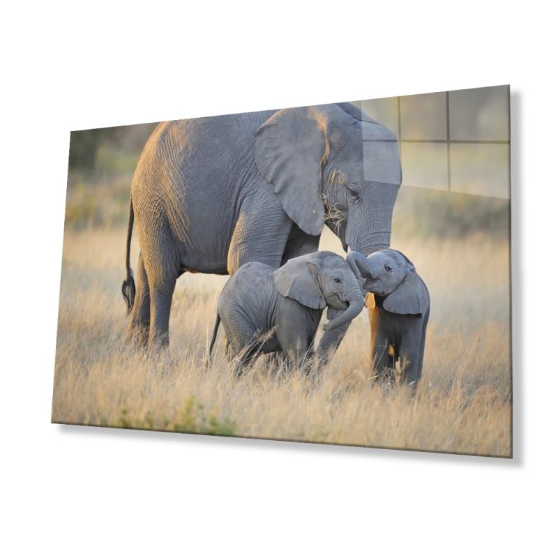 Filler Hayvan Cam Tablo 4mm Dayanıklı Temperli Cam