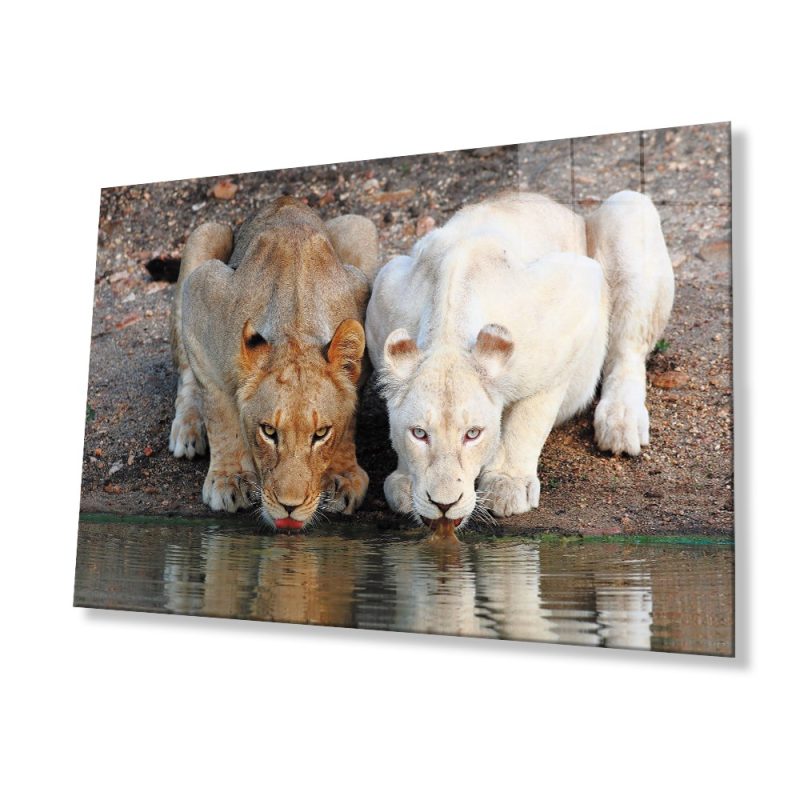 Aslan Hayvan Cam Tablo 4mm Dayanıklı Temperli Cam