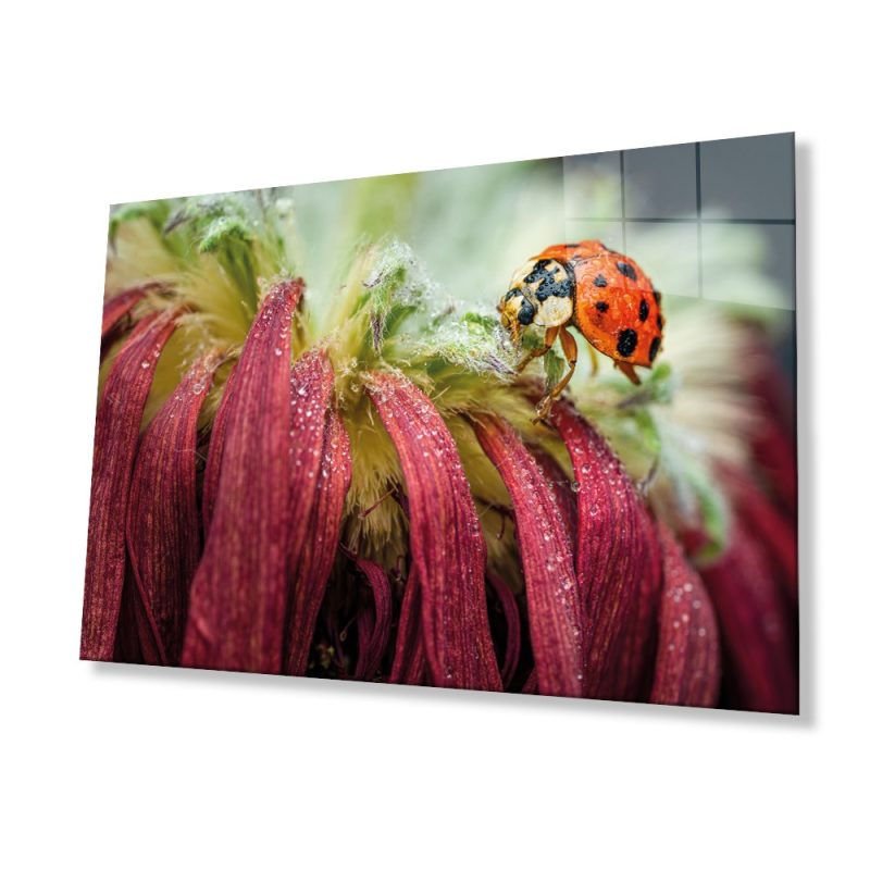 Uğur Böceği ve Yaprak Cam Tablo, Ev ve Ofis Duvar Dekoru, Hediyelik Büyük Temperli 4 mm Cam Tablo