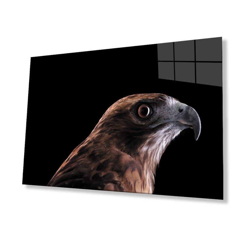 Şahin Kuş Hayvan Cam Tablo