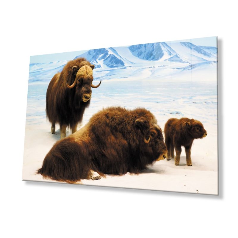 Bizon Hayvan Cam Tablo 4mm Dayanıklı Temperli Cam