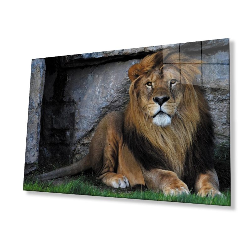 Aslan Hayvan Cam Tablo 4mm Dayanıklı Temperli Cam