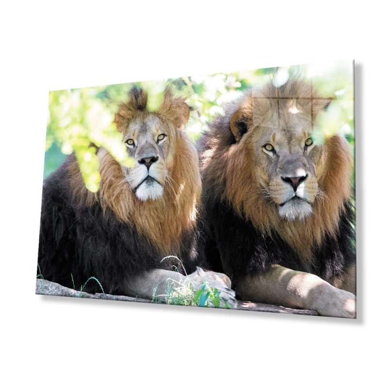 Aslan Hayvan Cam Tablo 4mm Dayanıklı Temperli Cam