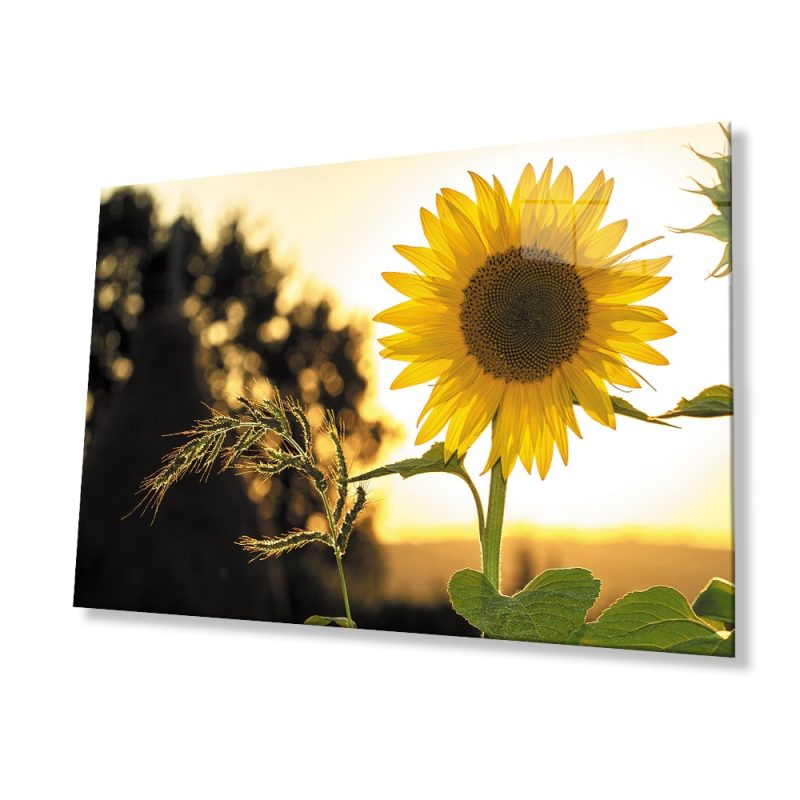 Ayçiçeği Cam Tablo 4mm Dayanıklı Temperli Cam