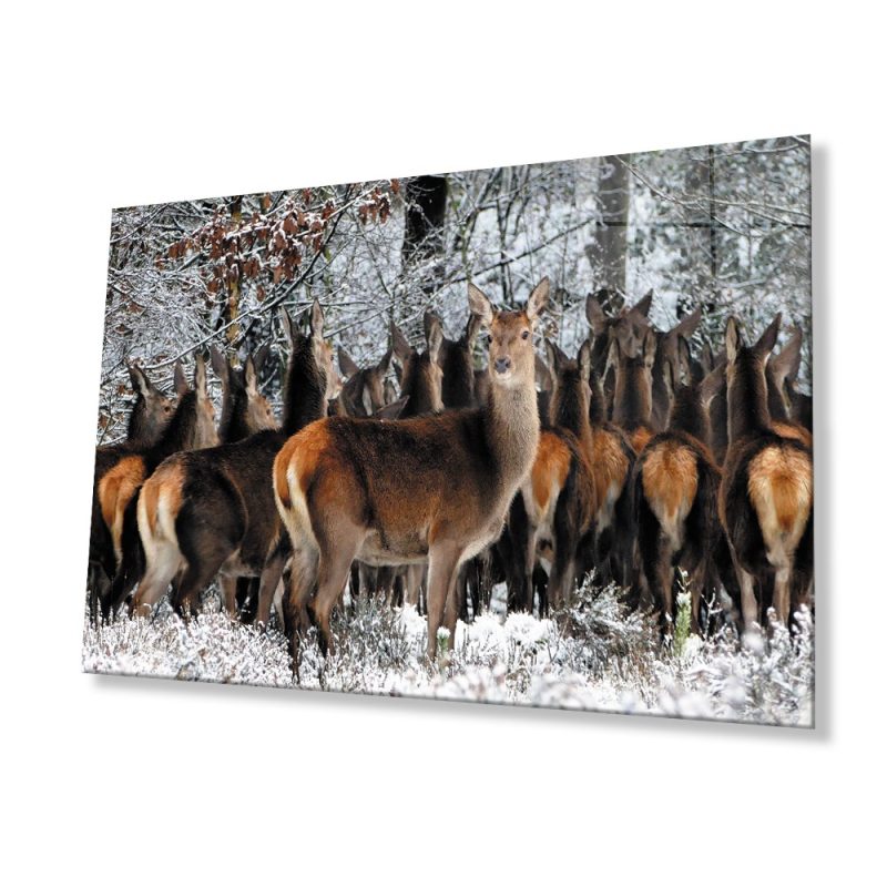 Geyikler Hayvan Cam Tablo 4mm Dayanıklı Temperli Cam